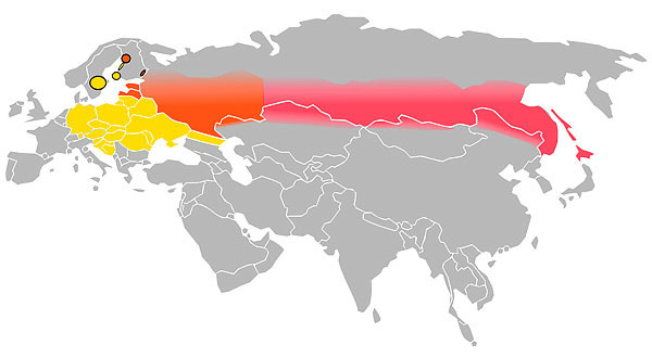 L'aire de répartition du sérotype du virus de l'encéphalite à tiques européenne est indiquée en jaune, celle de l'Asie en rose et la zone mixte en rouge.