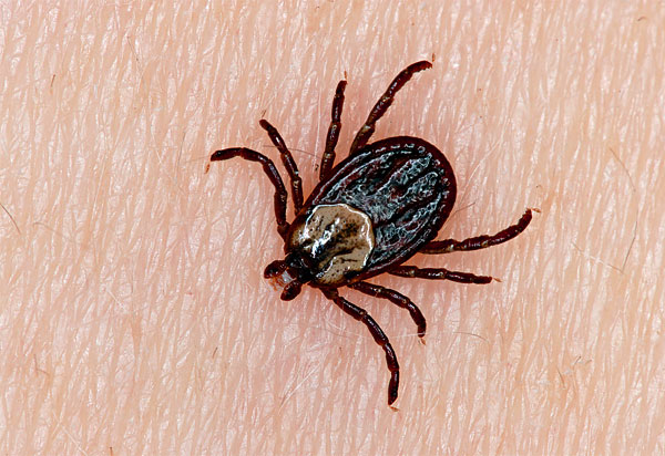 L'abdomen aplati d'un parasite affamé peut s'étirer considérablement lorsqu'il est rassasié.