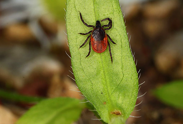 Tique du chien (Ixodes ricinus)