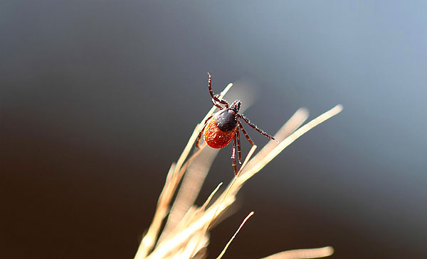 Sentant l'odeur d'une personne ou d'un animal qui s'approche, la tique lève ses deux paires de pattes avant et essaie de saisir la victime avec elles.