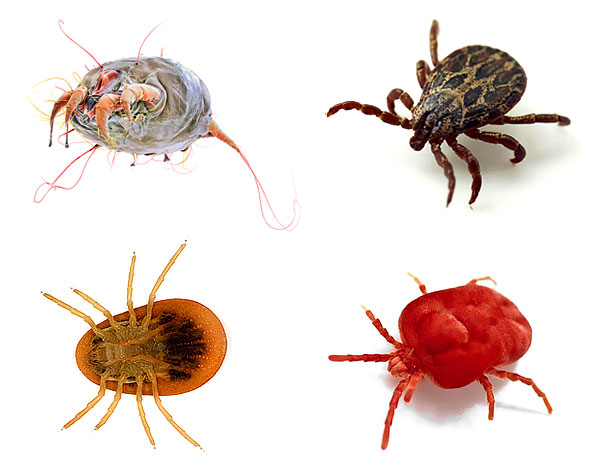 Parlons de la variété des types de tiques ...