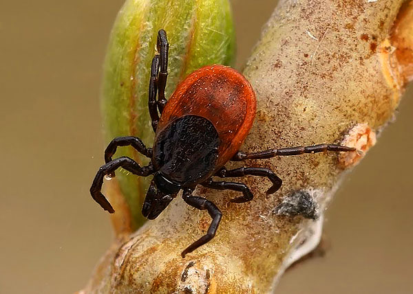 Cette espèce est responsable de la propagation de l'encéphalite en Pologne, en République tchèque et en Transcarpatie.