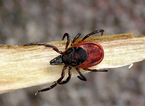 Peut-être le plus dangereux des ixodid, infectant le plus souvent les personnes atteintes d'encéphalite.