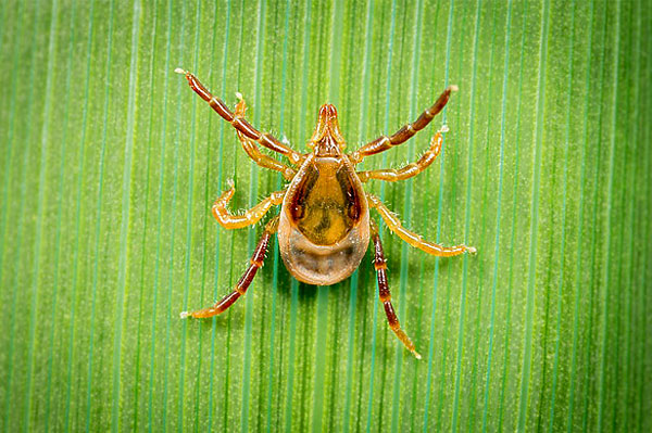 Dans l'ensemble, les kangourous et les koalas souffrent des piqûres de ce parasite, mais des cas de paralysie sévère chez l'homme après ses piqûres sont également connus.