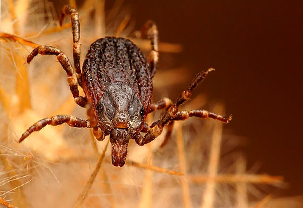 Hyalomma lusitanicum, parasitant principalement les bovins.