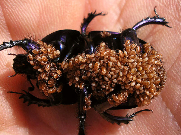 Avec une infestation aussi forte, l'insecte hôte meurt en quelques jours.