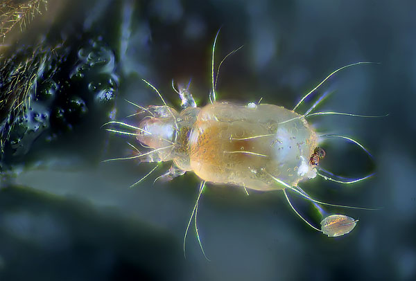 Les acariens de la farine gâchent considérablement les stocks de divers produits d'épicerie.