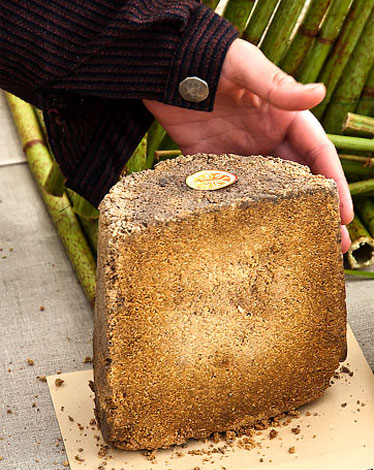 Un morceau de fromage endommagé par les acariens.