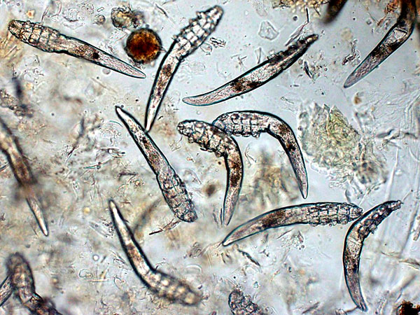 La morve a acquis sa forme corporelle en raison de la nécessité de pénétrer constamment dans les pores étroits de la peau, où elle se nourrit de sébum et de sécrétions cutanées.