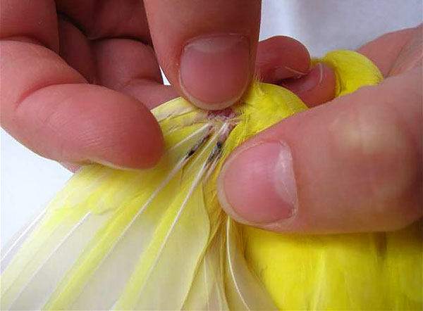 Les taches noires sur les interstices sont des lieux d'amincissement des parois dus aux dommages causés par les tiques.