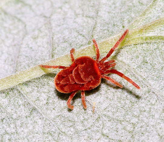 Les acariens rouges peuvent être trouvés en grand nombre en été sous les pierres dans n'importe quel parc.