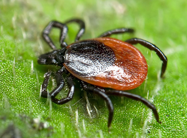 Nous découvrirons où vivent les tiques et quelles nuances sont importantes à prendre en compte afin de réduire le risque de se faire piquer par elles...