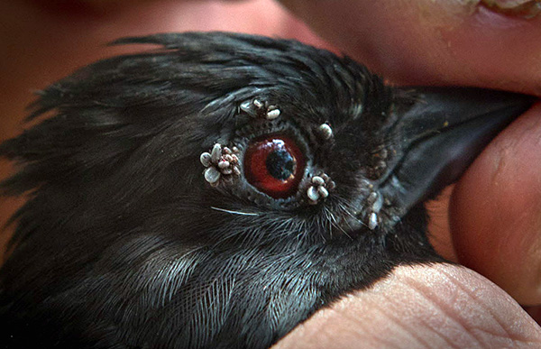 Les tiques ixodides parasitent également les oiseaux.