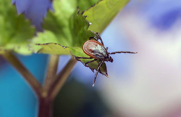 La tique du chien vit principalement dans les forêts mixtes, attendant sa proie assise dans l'herbe.