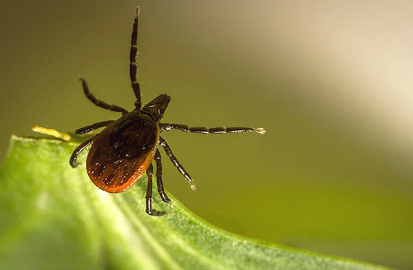 Ces parasites ne sautent pas des arbres, mais attendent le propriétaire, assis sur l'herbe.