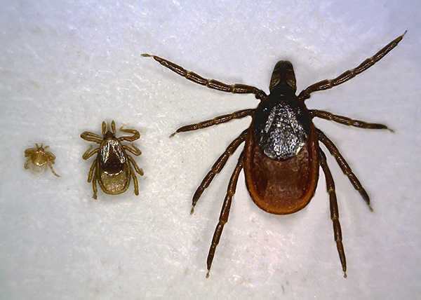 De gauche à droite : larve, nymphe et adulte (adulte).