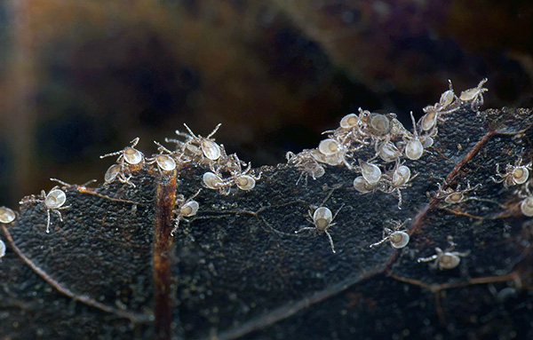 Larves de tiques ixodides