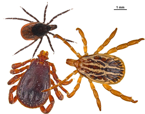 Nous faisons connaissance avec des représentants de la famille des tiques ixodides ...