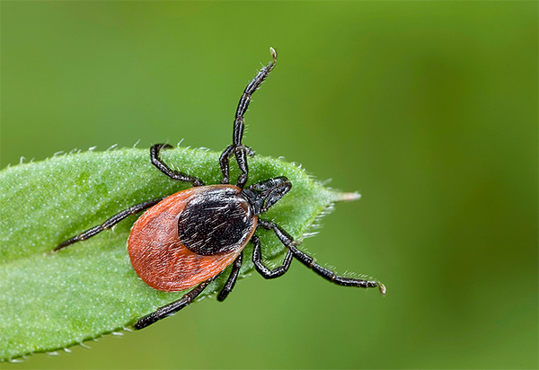 En train de chasser, les ixodidés, en règle générale, attendent passivement la proie, en avançant la paire de pattes avant.