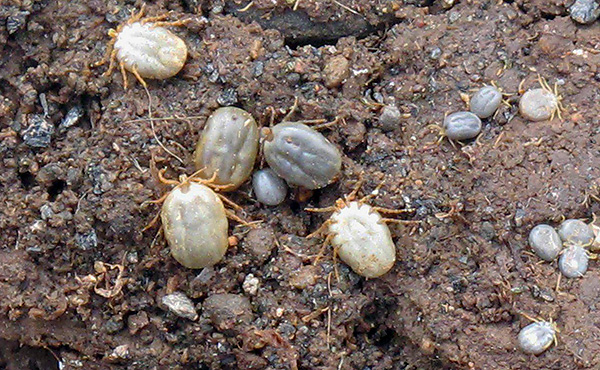 Ivre du sang des oiseaux Ixodes uriae