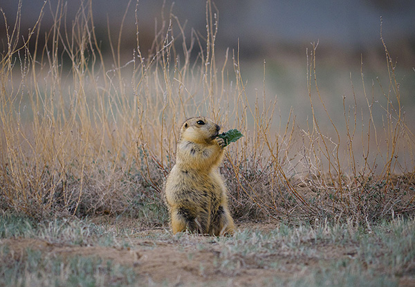 L'habitat des tiques ixodides est très large et est largement déterminé par l'aire de répartition des vertébrés.