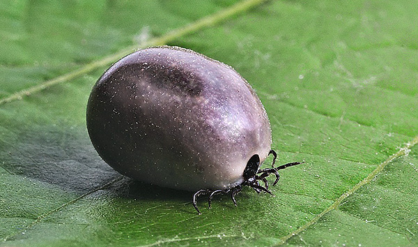 Une fois rassasiée, la femelle tombe d'elle-même et cherche un endroit convenable pour pondre ses œufs.