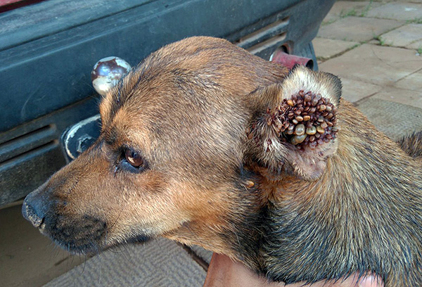 Une accumulation de parasites dans l'oreille d'un chien.
