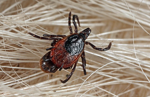 tiques d'accouplement