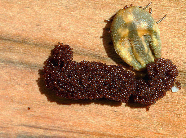 Une ponte peut contenir plusieurs centaines, voire des milliers d'œufs...