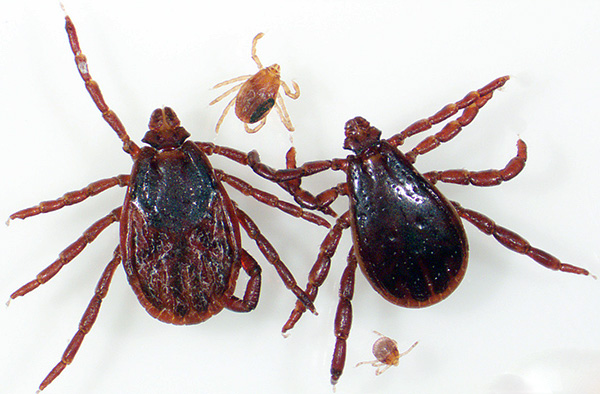 Tique brune du chien