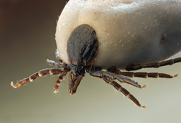 La tique femelle, ivre de sang - sa trompe est clairement visible.