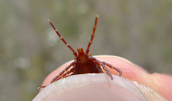 Sur les pattes du parasite, il y a des organes olfactifs spéciaux, à l'aide desquels il sent l'approche d'un hôte potentiel à grande distance.