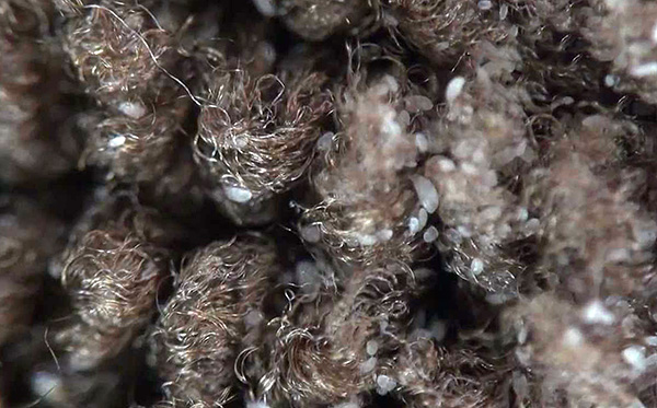 Dans un tapis ordinaire, un grand nombre d'acariens peuvent vivre en se nourrissant de particules exfoliantes de peau humaine.