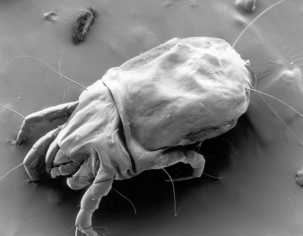 Dermatophagoïdes farinae