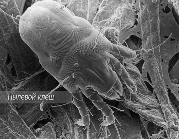 La femelle pond environ 60 œufs dans sa vie - une moyenne d'un par jour.