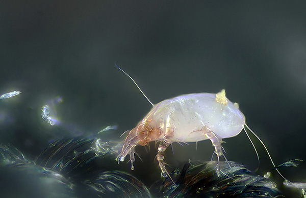 Acariens dans la moquette