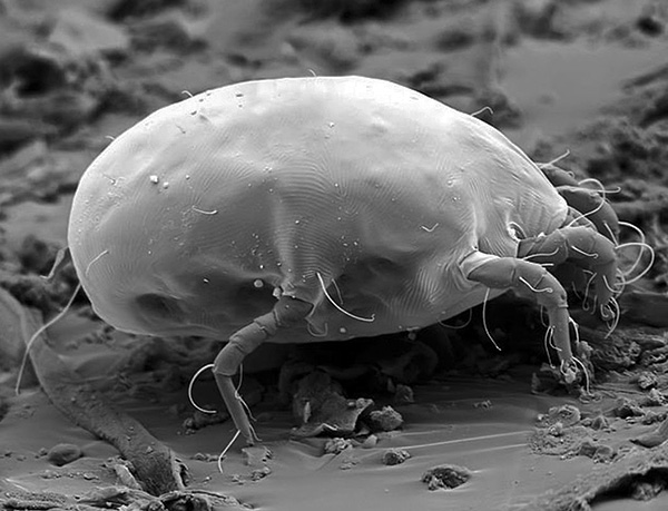 Dermatophagoïdes pteronyssinus