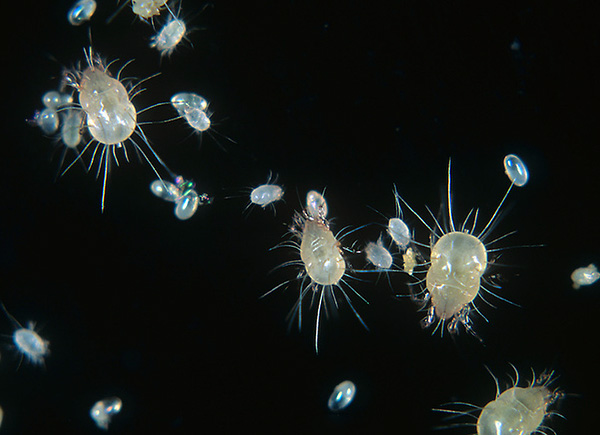 La femelle ne produit en moyenne qu'un seul œuf par jour, car elle est relativement grosse.