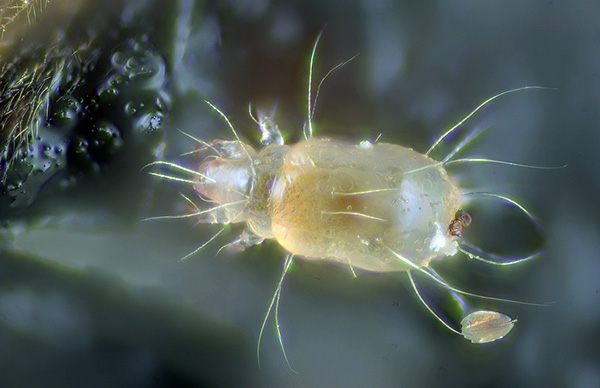 Le principal objet alimentaire de ces créatures sont des particules de peau humaine morte présentes dans la poussière domestique.