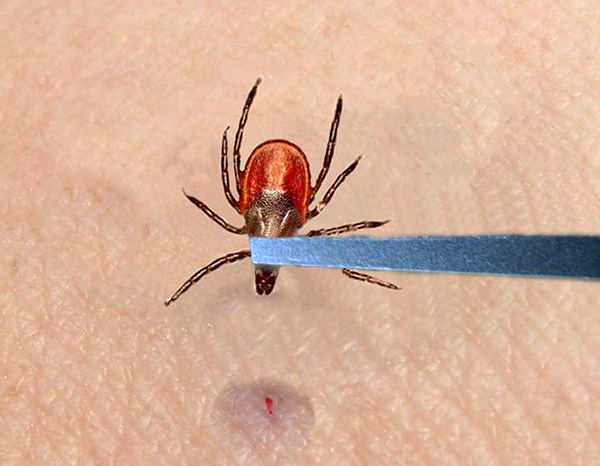 Si dans les 3 semaines, il n'y a aucun signe de la maladie, la probabilité de tomber malade à l'avenir approche de zéro.