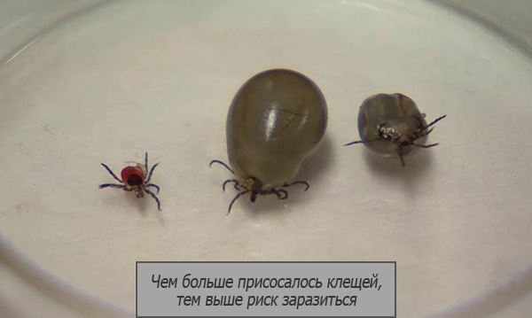 Plus il y a de tiques collées à la peau humaine et plus elles sucent le sang longtemps, plus la probabilité de contracter une infection est élevée.