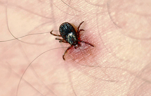 Pendant la succion du sang, le parasite injecte de la salive dans la plaie, qui peut contenir une infection.