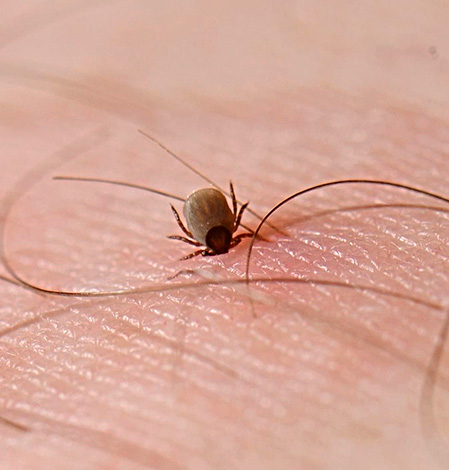 Tant en période d'incubation qu'en cas d'encéphalite à tiques, le patient n'est pas contagieux et n'est pas dangereux pour les autres.