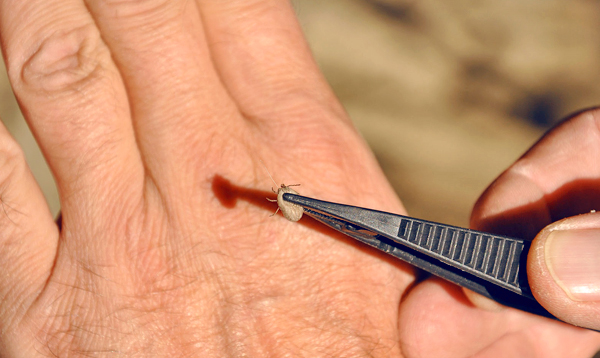 Essayons de déterminer s'il est possible de distinguer une tique infectée par l'encéphalite à tiques d'un parasite ordinaire (non infecté) ...