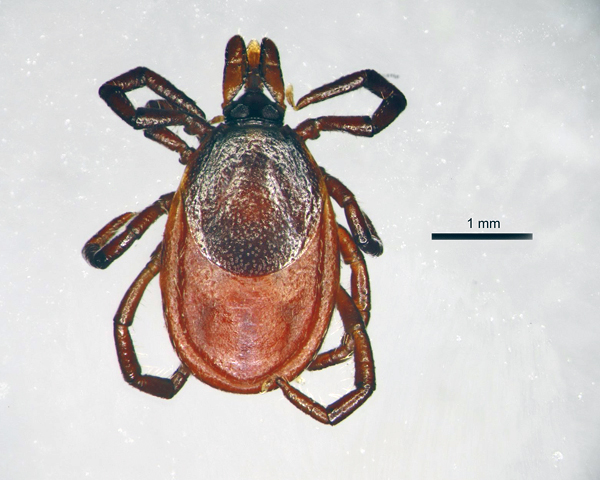 Lors de la succion du sang, l'abdomen de la femelle augmente considérablement de taille et devient plusieurs fois plus large et plus épais.