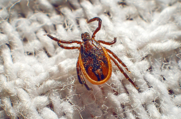 Tique forestière (ixodide)