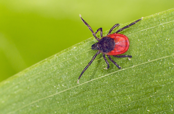 Sur la photo, une tique de chien femelle.