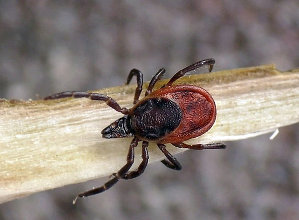 Tique mâle de la taïga