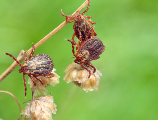 Parasites sur une épopée sèche en prévision du propriétaire.