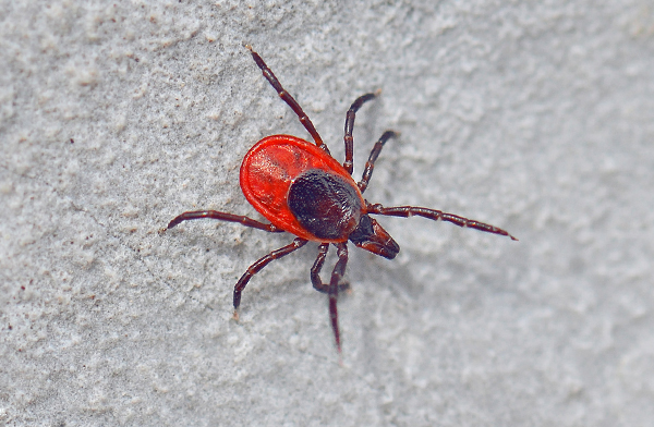 Ixodes ricinus est le principal vecteur d'encéphalite dans la partie européenne de la Russie.